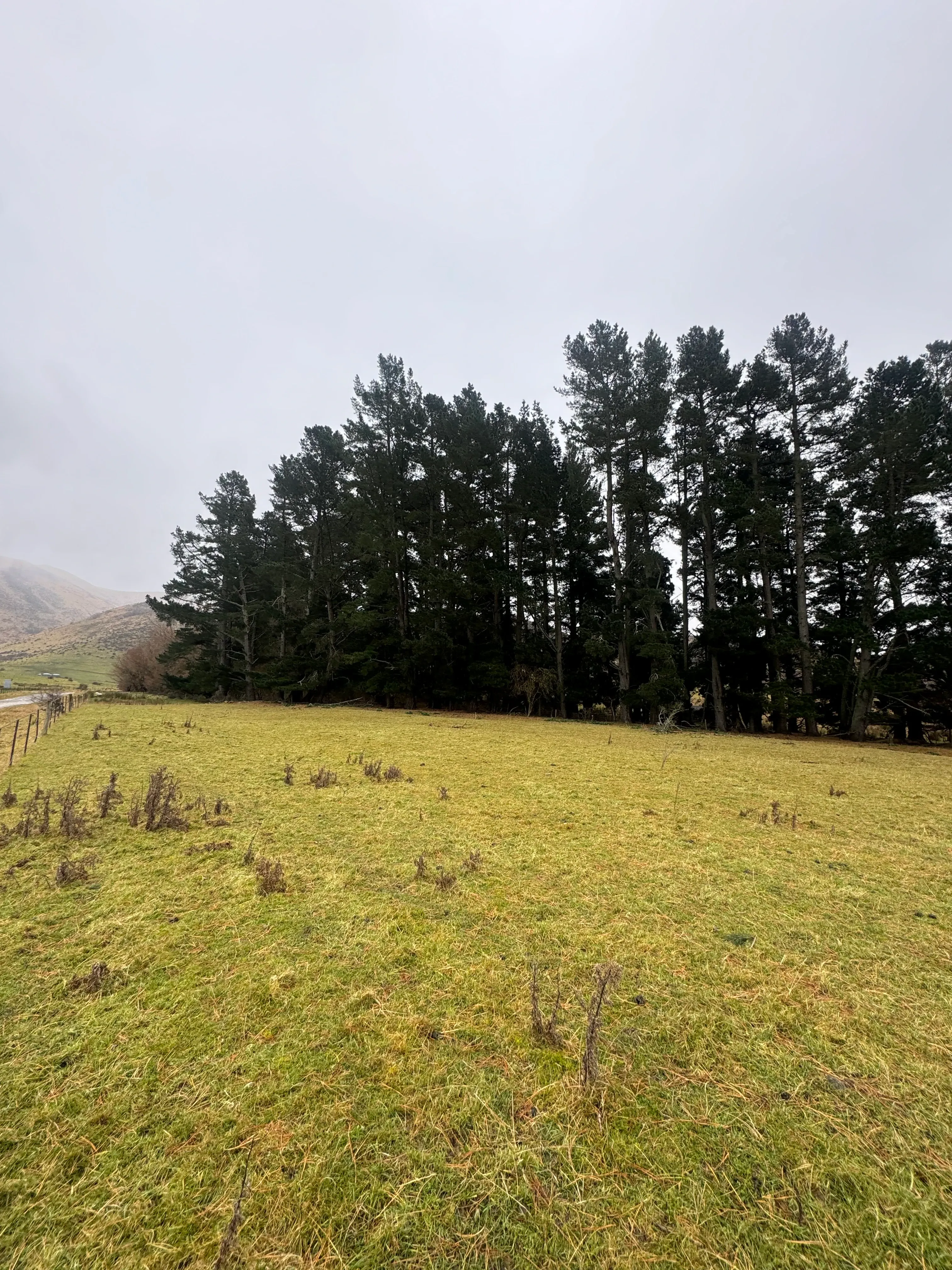 Tree Topping near Cust Domain in Canterbury