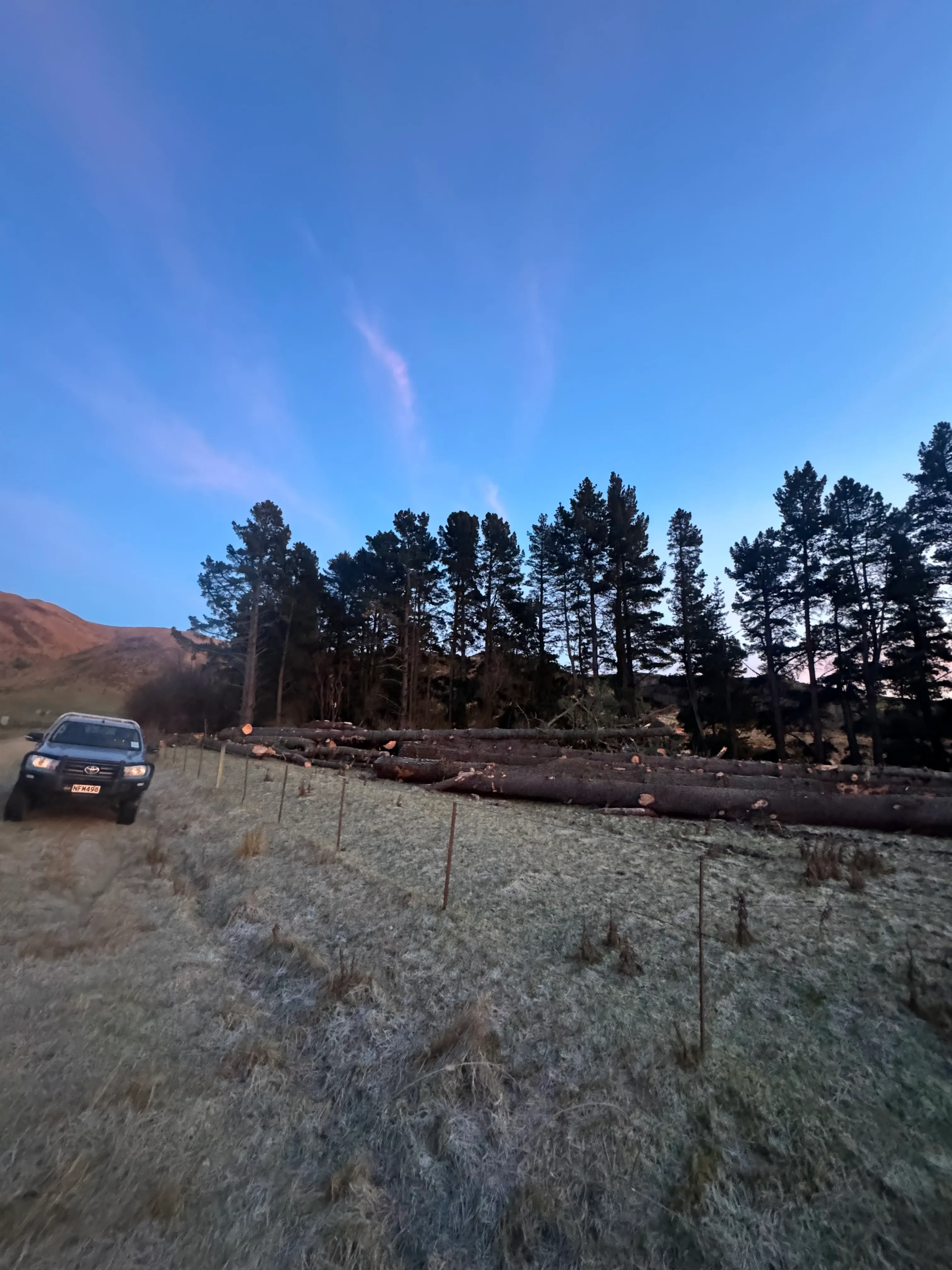 Tree Topping near Eyrewell Forest in Canterbury
