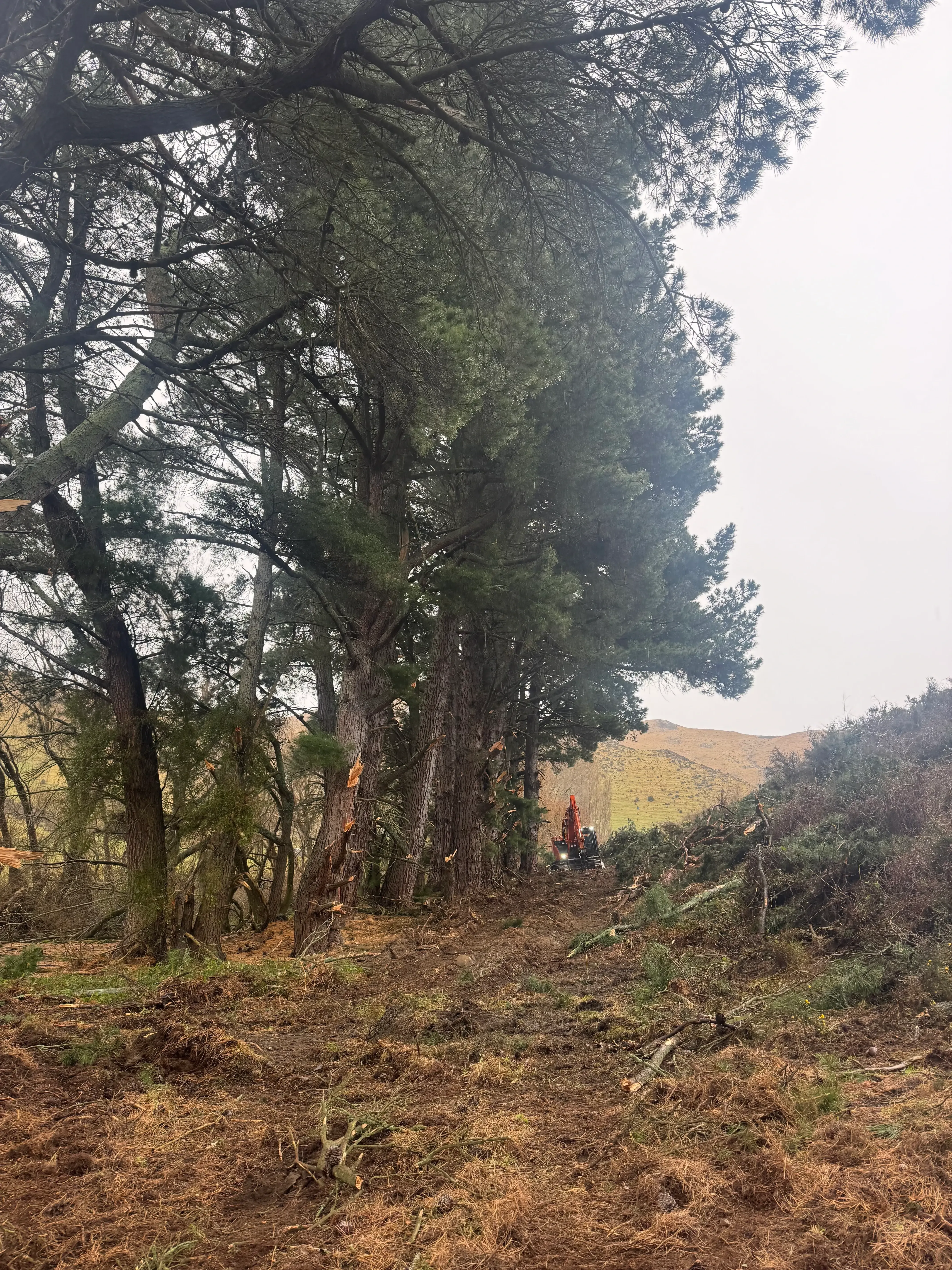 Tree Topping near Eyre River in Canterbury