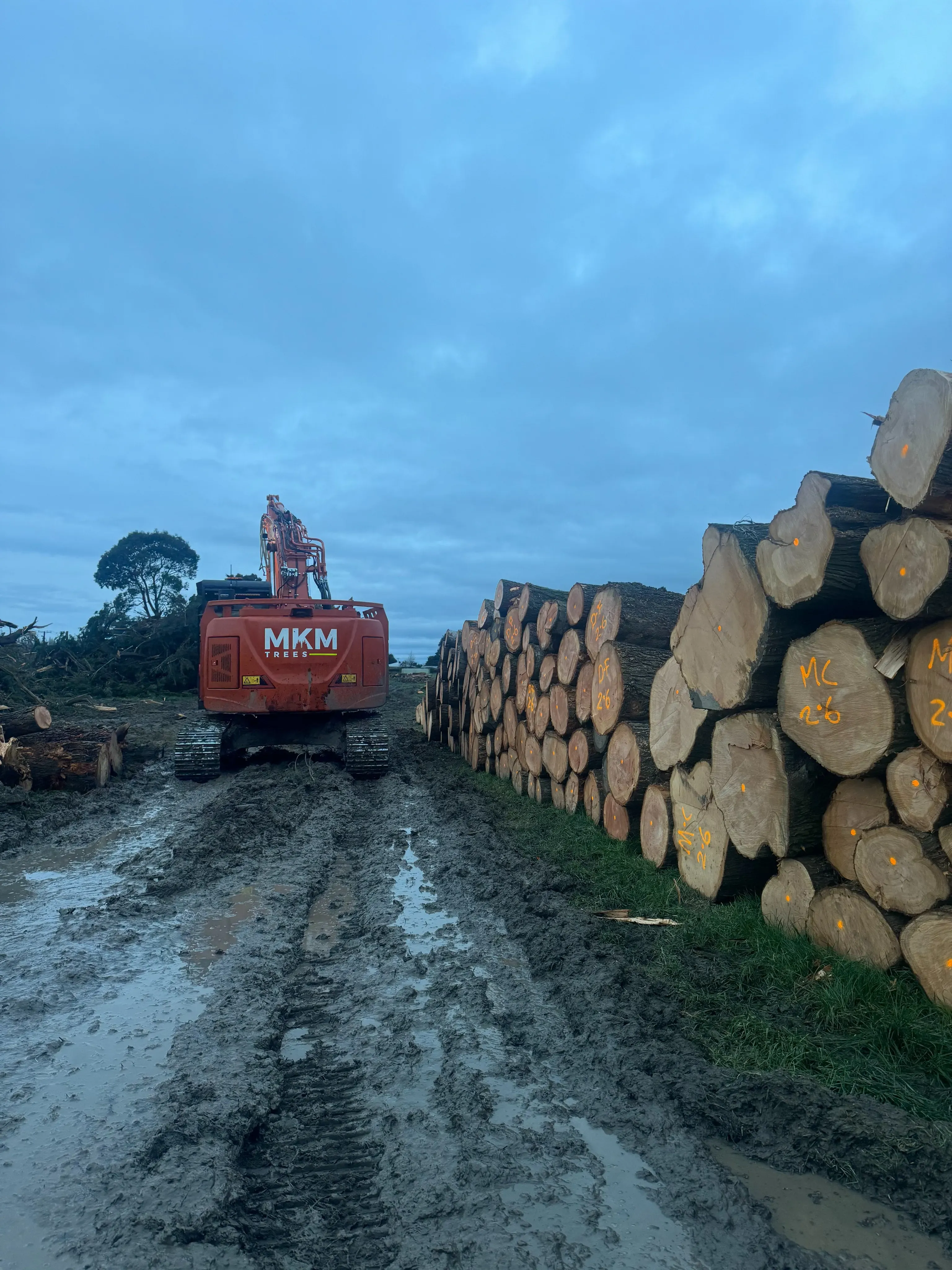 Essendon Road – Logging and Tree Removal