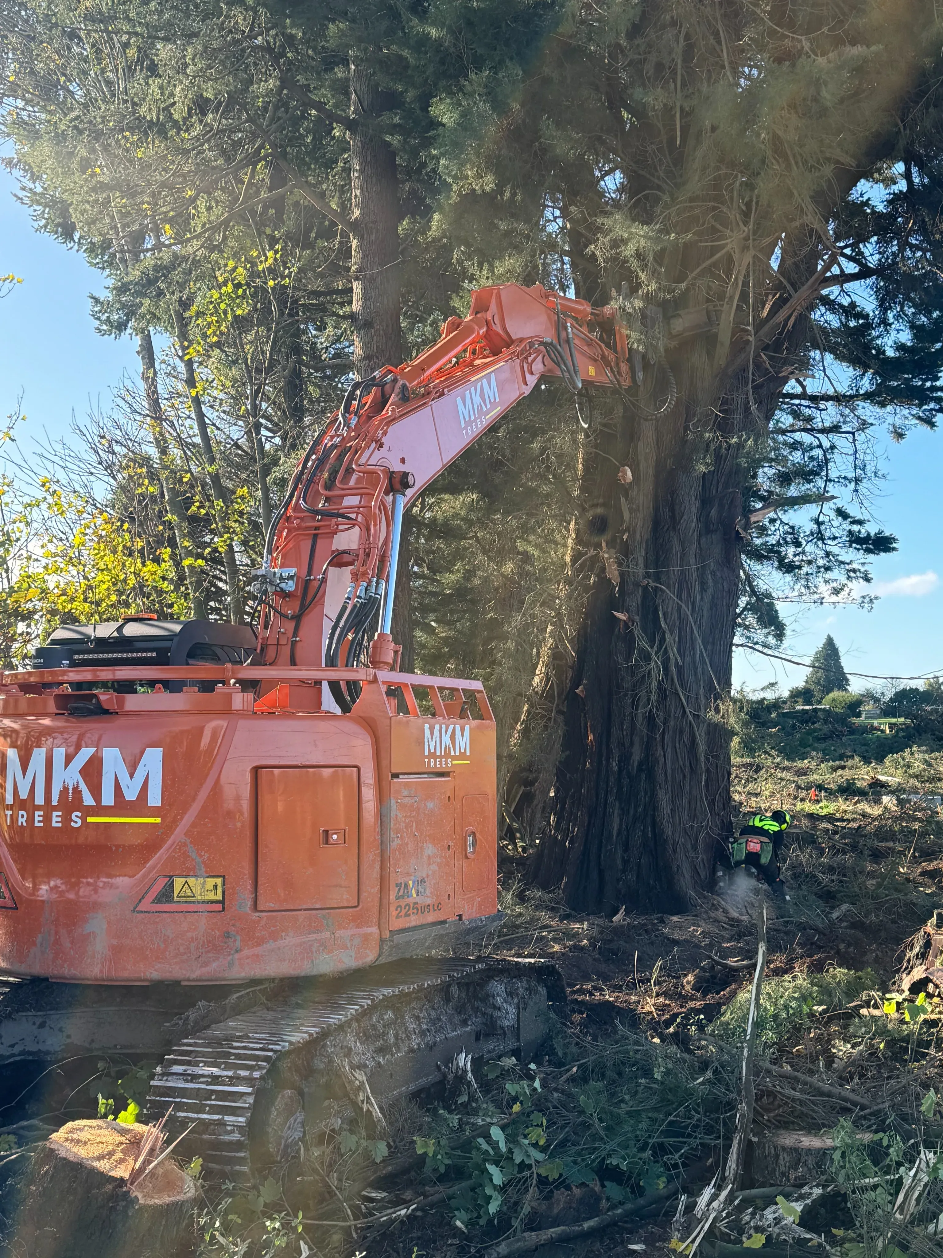 Essendon Road – Logging and Tree Removal - Gallery image 1