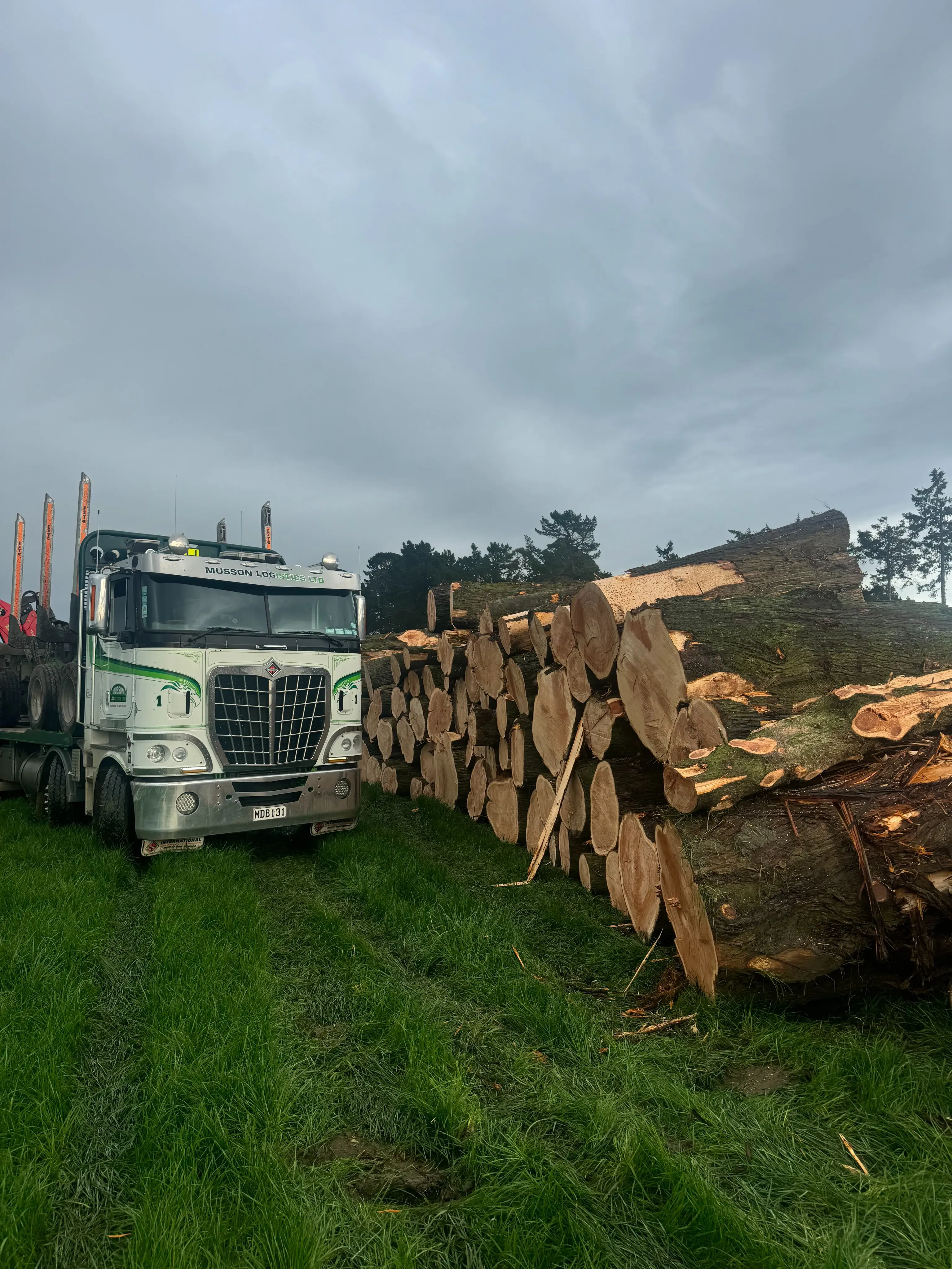 Essendon Road – Logging and Tree Removal - Gallery image 3