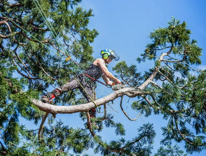Why Canterbury Properties Need Qualified Arborists