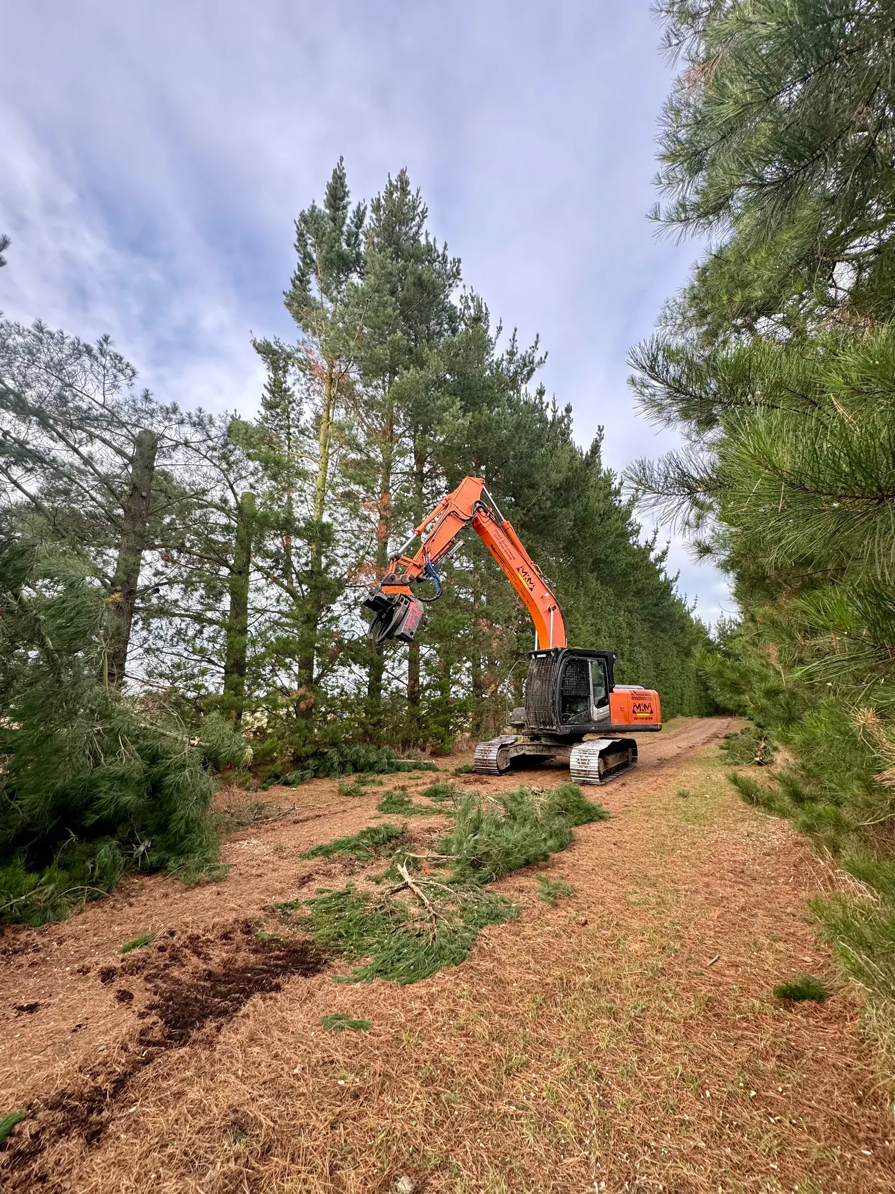 Professional tree topping and vegetation management in Canterbury
